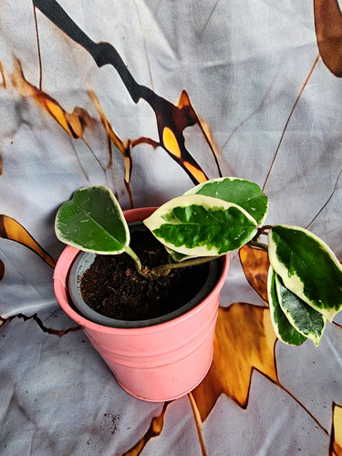 Hoya krimson queen - hoya,
