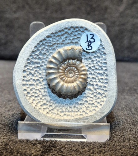 Single calcite ammonite - calcite,