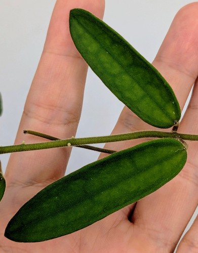 Hoya lyi china node - hoya,
