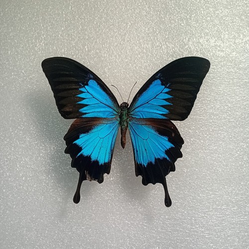 Papilio ulysses butterfly - papilio,
