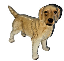 Golden Retriever Large Dog