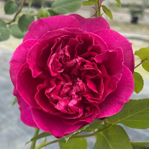 Harkness climbing rose - climbing,