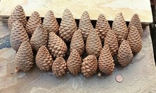 Pine Fir Cones Large 8-13cm 22