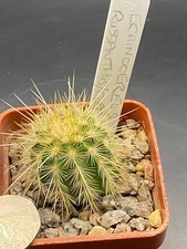 echinocereus russanthus /correll