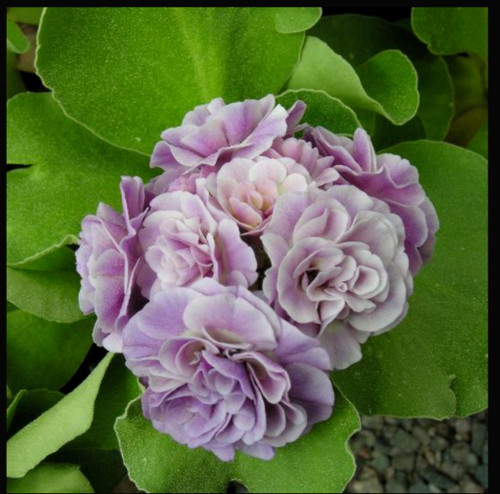 Primula auricula susannah - auricula,