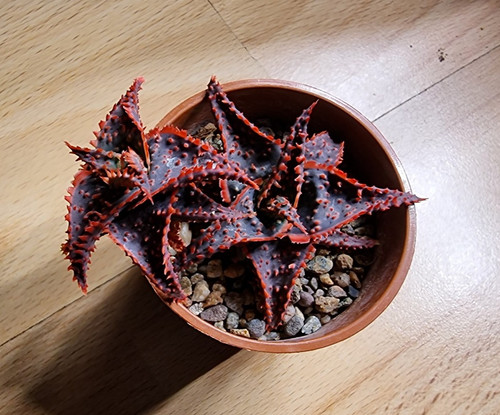 Aloe christmas carol - 'christmas, carol'