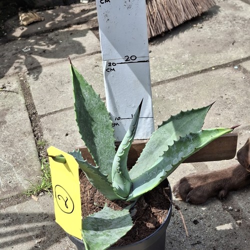 Agave americana number - agave,