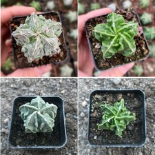 4PCS 5CM Succulent Cactus