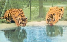 Tigers drinking west midlands safari park