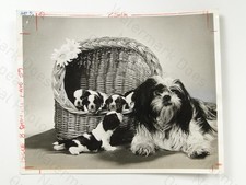 Shih Tzu Dog Maudie 7 Pups