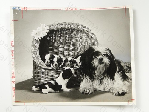 Shih tzu dog - tzu, 7