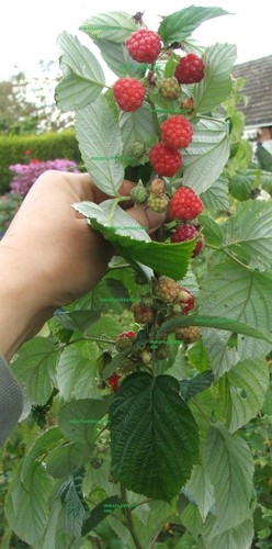 Everbearing raspberry adult - raspberry,