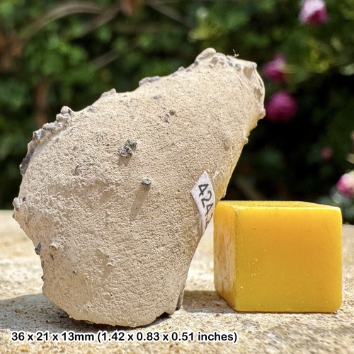 Rare trace fossil crab - –,