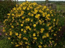 10 Unrooted  Cuttings St Johns Wort Hypericium Perennial Coastal