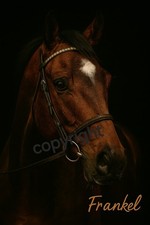 Frankel Racehorse A4 Art Print