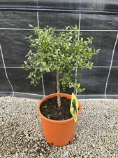 Microcitrus Australasica 'Faustrime' - Finger Lime - Rare Citrus 20cm pot