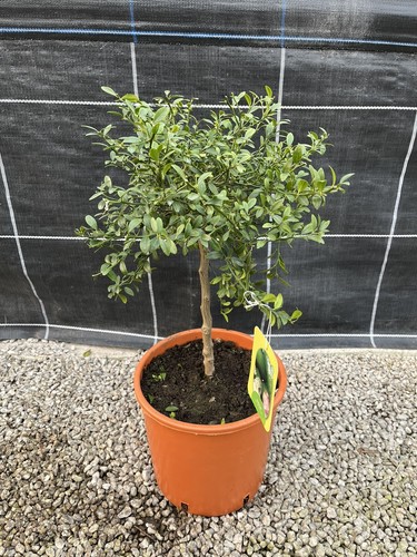 Microcitrus australasica - australasica,