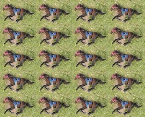 Horse racing sport running - sport,