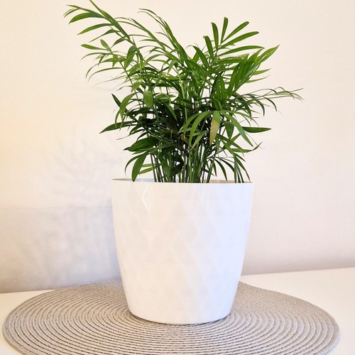 Plant pots 12cm - 12cm–30cm,