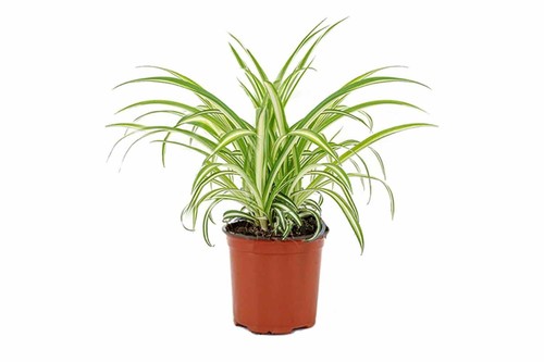 Spider plant chlorophytum - spider,