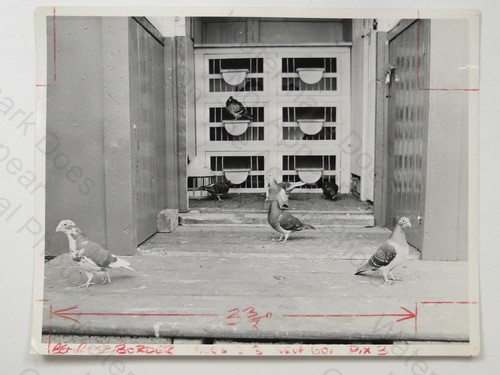 Racing pigeons loft - pigeons, coop