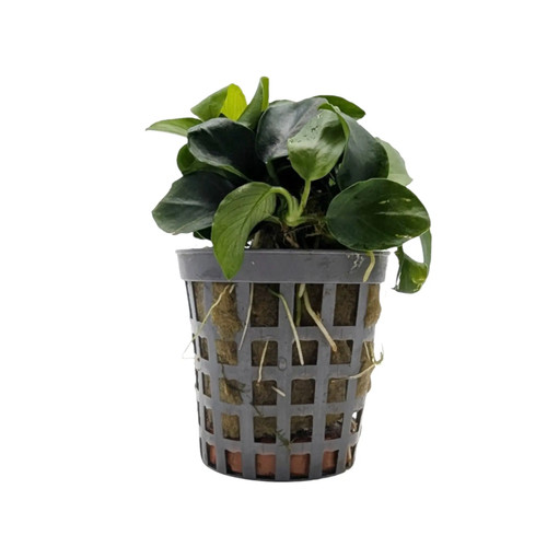 Anubias nana bonzai - anubias,
