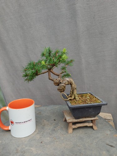 Quality gnarly japanese - japanese, larch