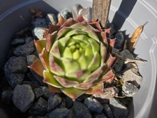 Sempervivum - Drought