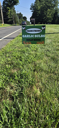 Farm fresh white garlic bulbs - farm,