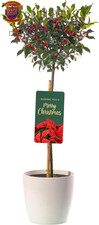 Standard Holly Tree with Pot