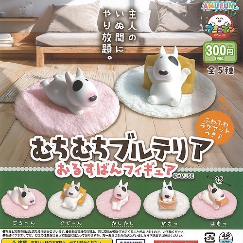 Plump bull terrier - bull, watch