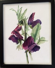 Sweet Pea Plants