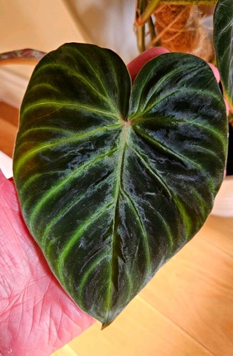 Philodendron verrucosum - philodendron,