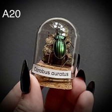 CLEARANCE Carabus Auratus  in