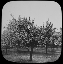 ANTIQUE Magic Lantern Slide