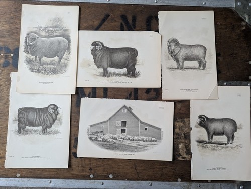 Vintage sheep prints - vintage,