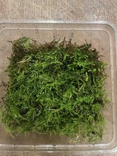 LIVE MOSS  for Terrariums, vivariums, Garden Isopods, reptiles