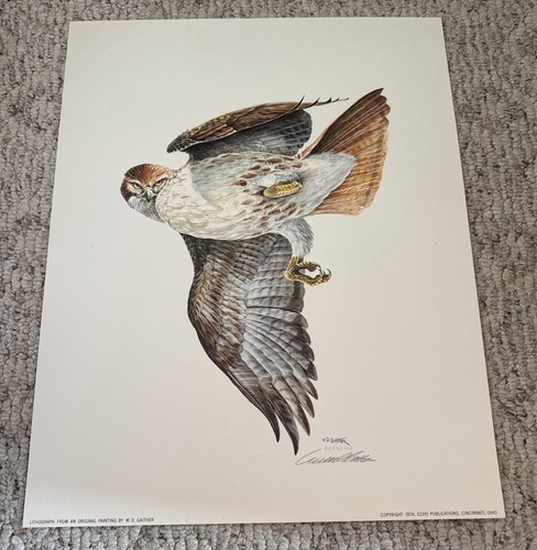 Gaither owl wildlife - wd,