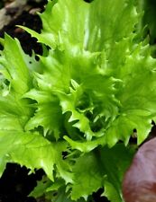 6x Lettuce 'Ice Queen ' Plug