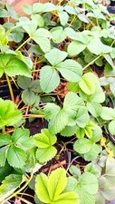 20x Early season Strawberry