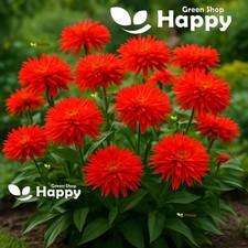 Zinnia elegans Super Cactus Redman - 50 Seeds - Extra Large Flowers