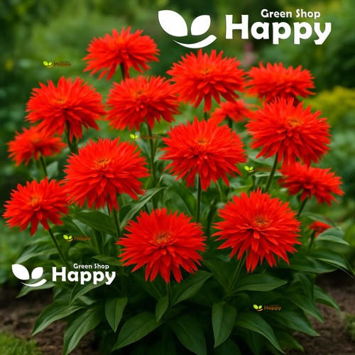 Zinnia elegans super - zinnia,