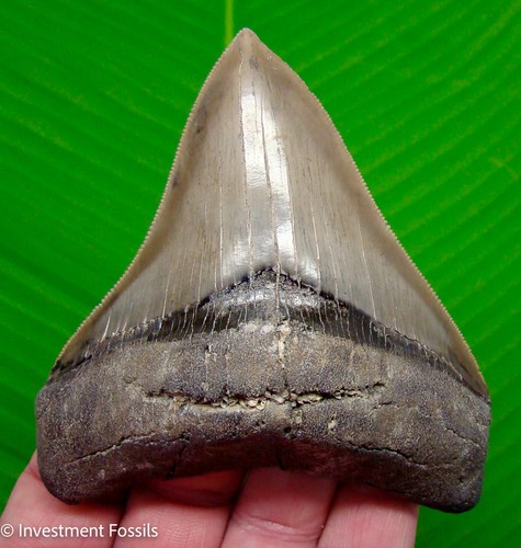 Megalodon shark tooth real - megalodon,