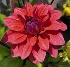 Dahlia Tuber "Orient Express"