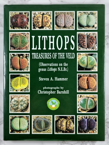 Lithops treasures the - treasures, velt
