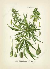 Antique botanical print