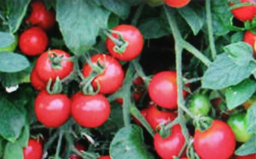 Fresh organic seeds - fresh,