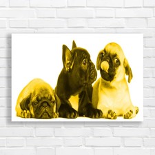 Adorable French Bulldog Pug