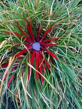 Fasciculalaria bicolour Hardy Bromeliad Evergreen Plant Perennial 1 x 1 Litre