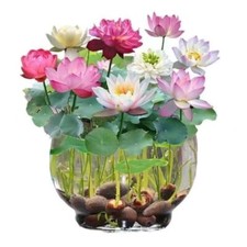 30X Lotus Mix Seeds Water